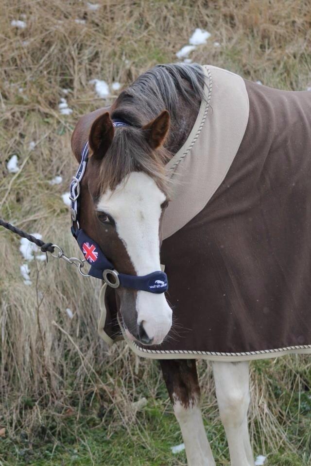 Anden særlig race Solvanggaards Snoopy billede 20