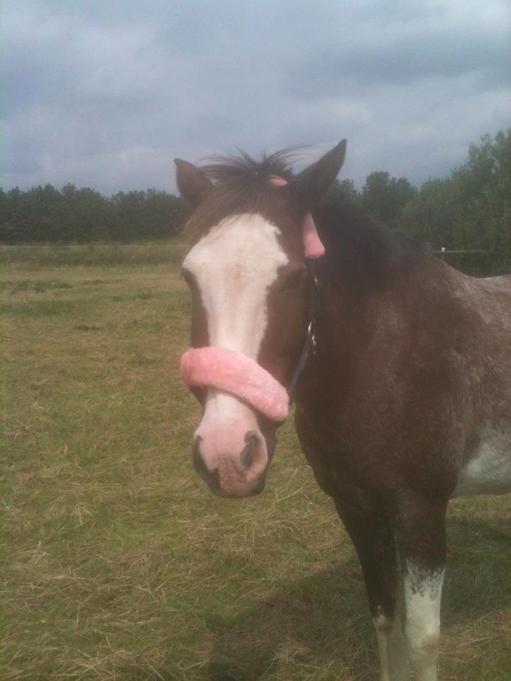 Anden særlig race Solvanggaards Snoopy billede 21