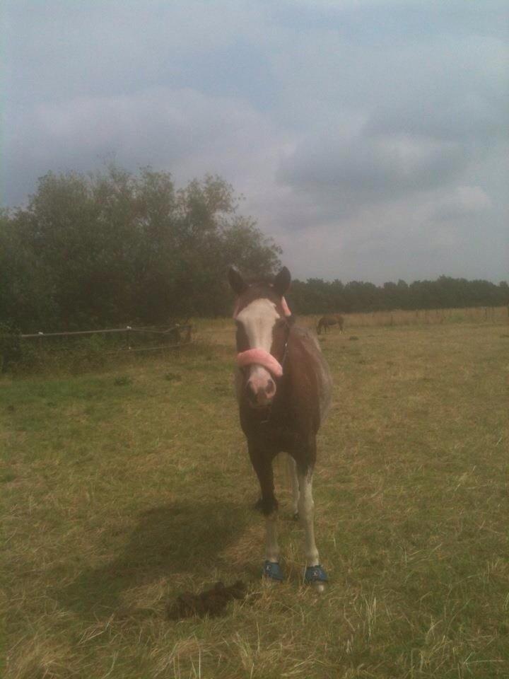 Anden særlig race Solvanggaards Snoopy billede 23