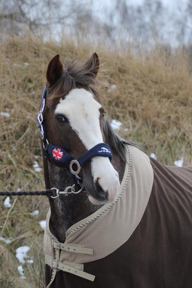 Anden særlig race Solvanggaards Snoopy billede 26