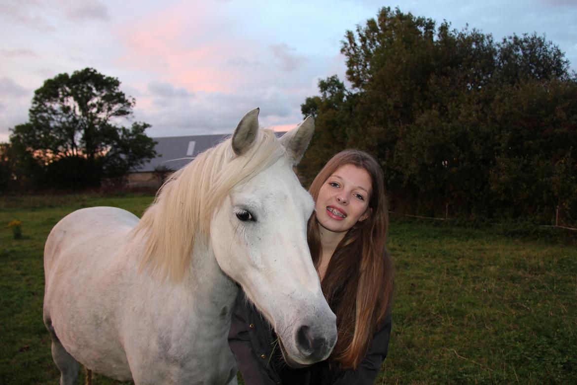 Welsh Partbred (Sec F) Klintholms Miss Shania - En af vores sidste dage sammen. Smiler fordi du gør mig glad. billede 16