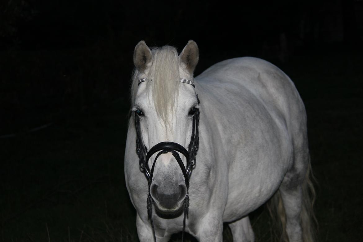 Welsh Partbred (Sec F) Klintholms Miss Shania - Velkommen til Shanias profil, læg gerne en kommentar og bedømmelse.<3 billede 1