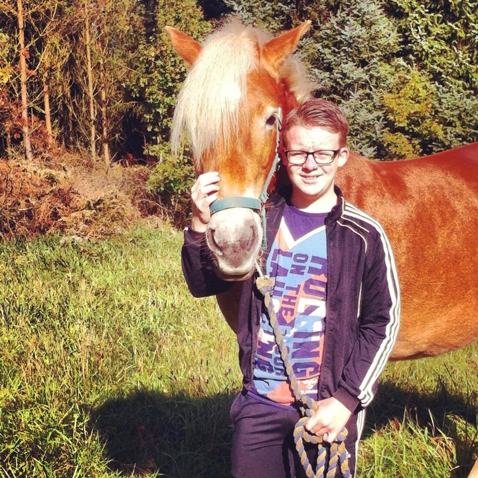 Haflinger Levina billede 3