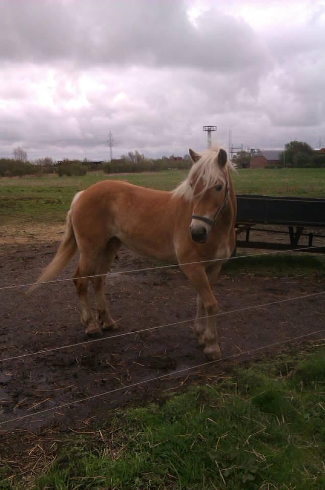 Haflinger Levina billede 9