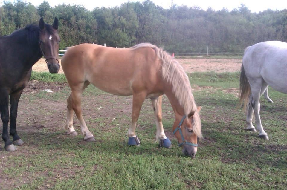 Haflinger Levina billede 11