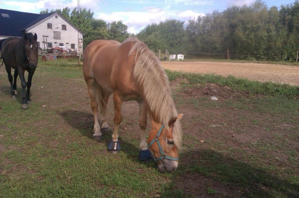 Haflinger Levina billede 12