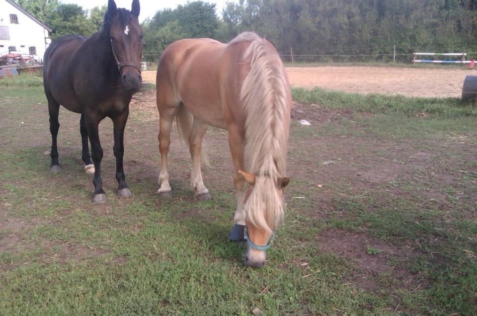 Haflinger Levina billede 13