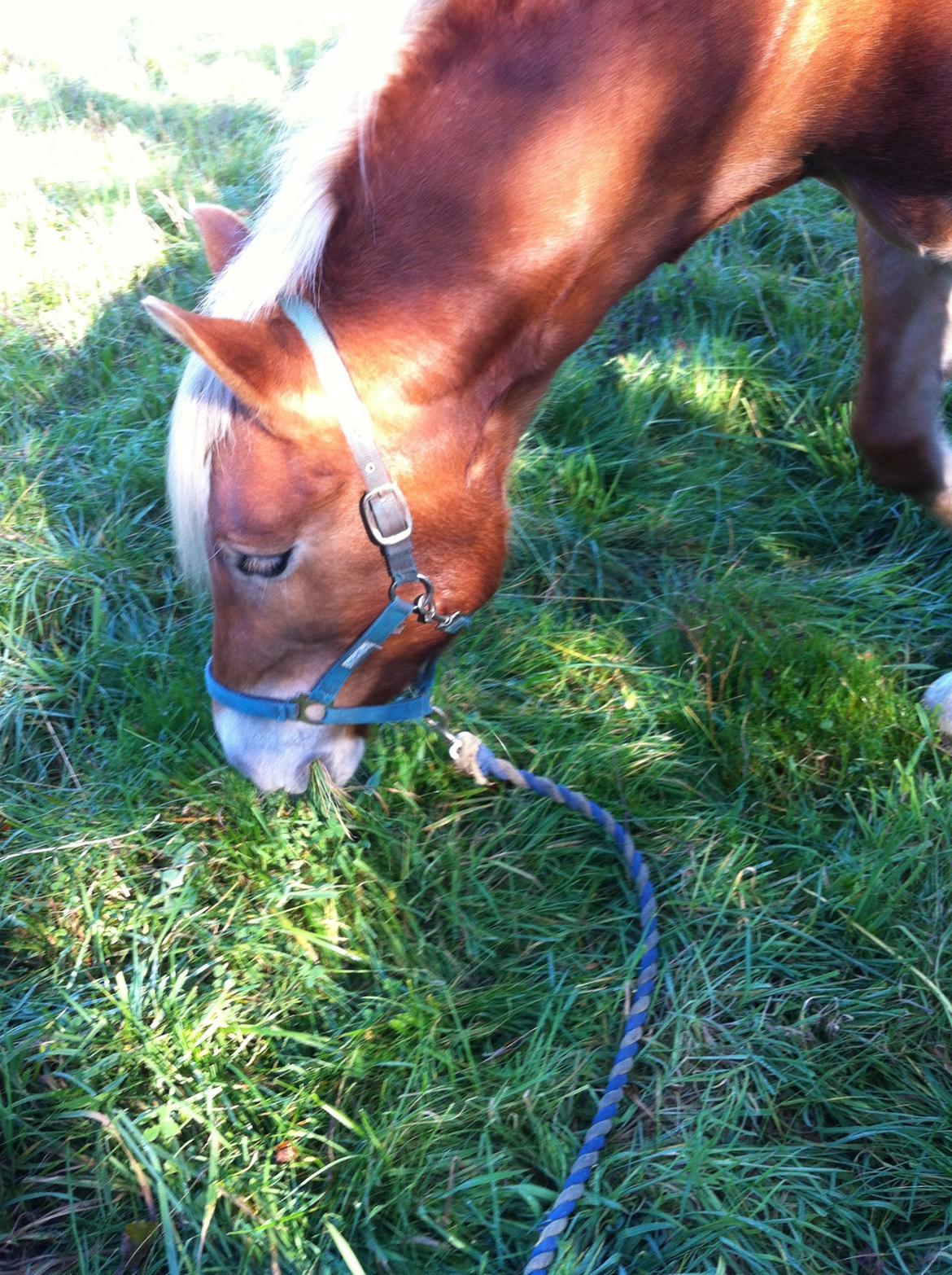 Haflinger Levina billede 5