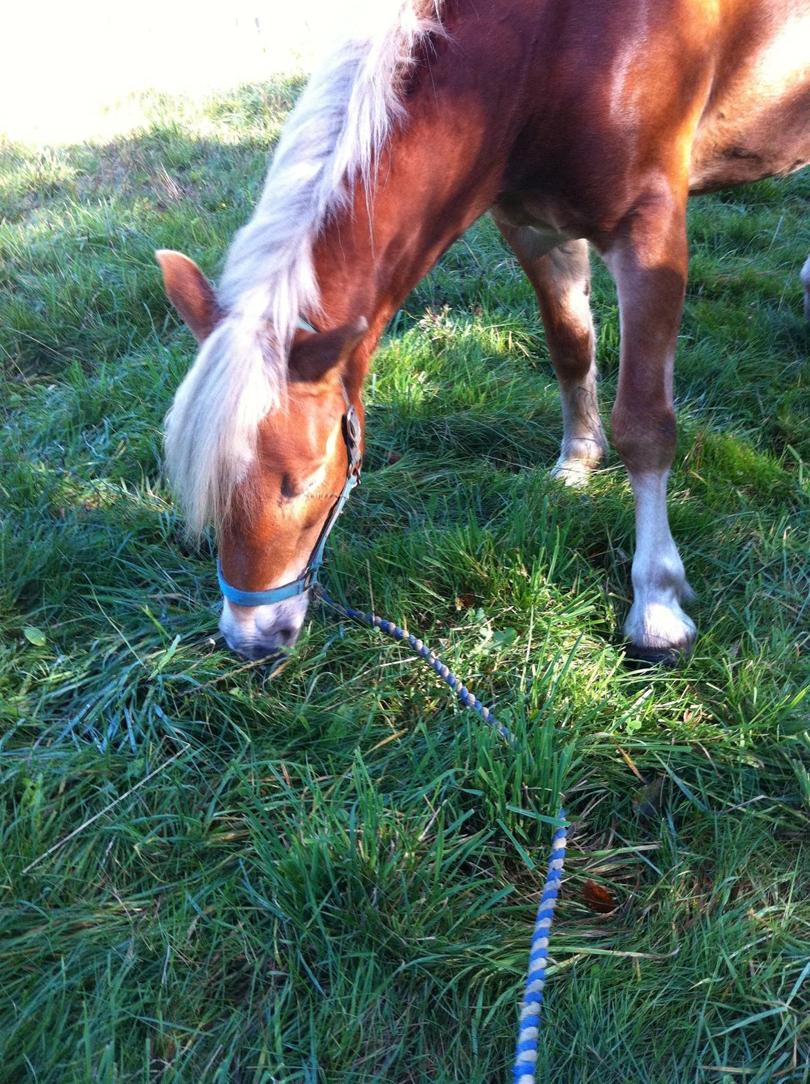 Haflinger Levina billede 6