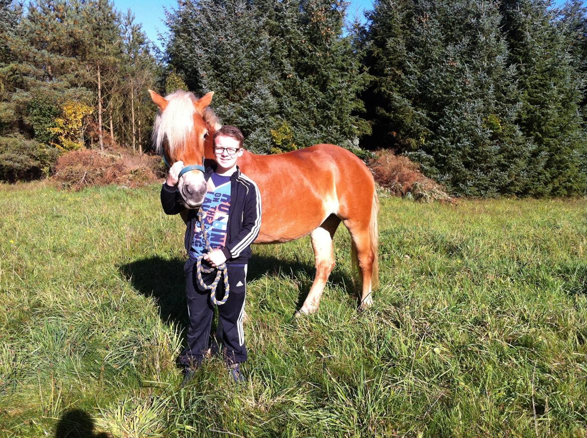 Haflinger Levina billede 4