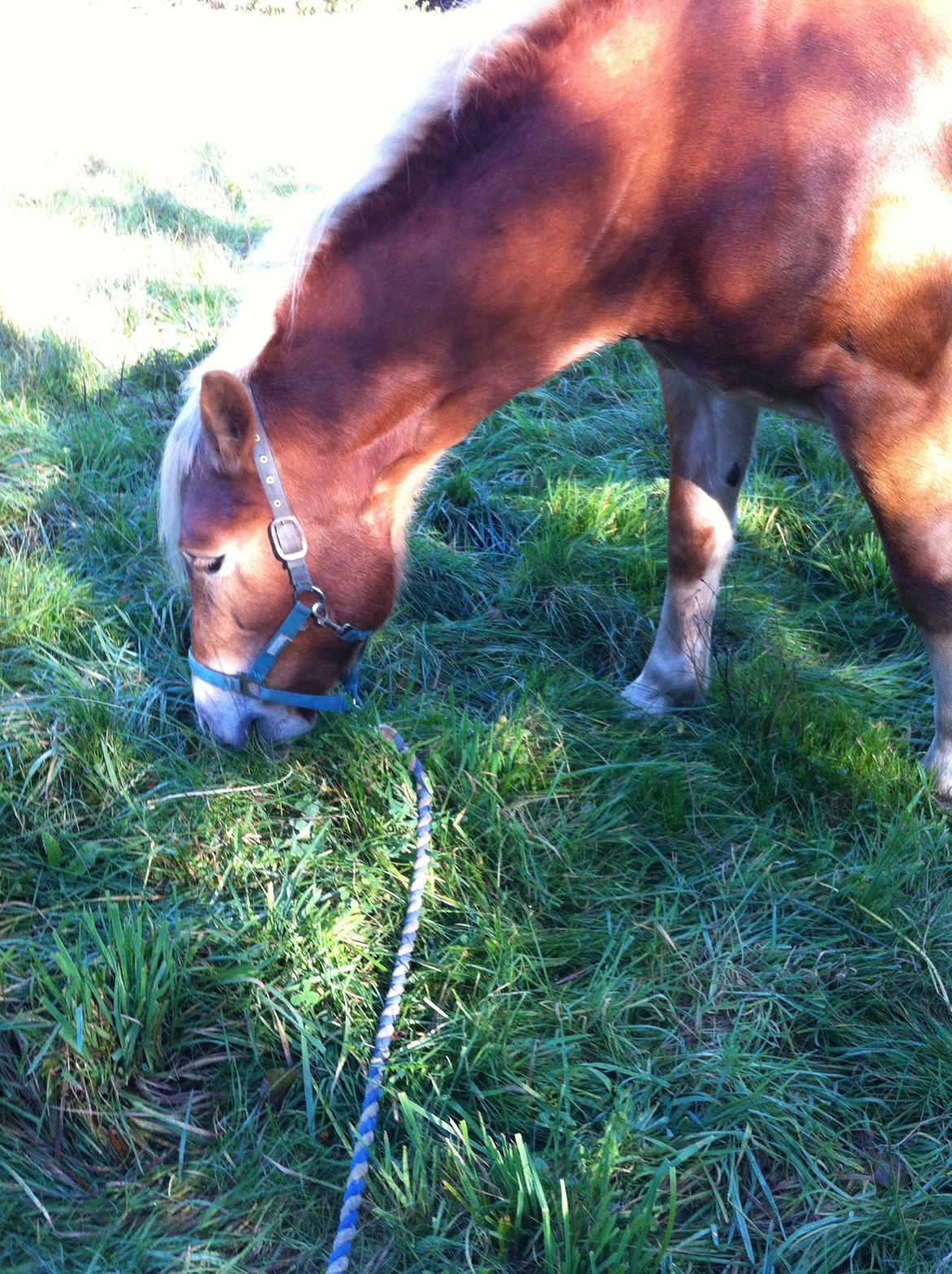 Haflinger Levina billede 7