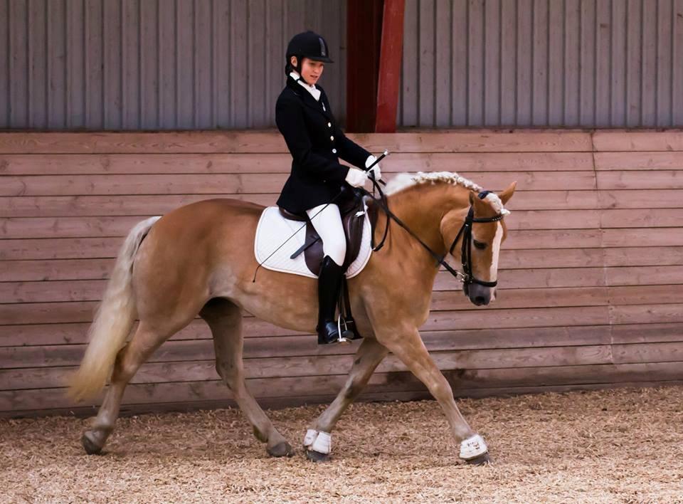 Haflinger Ferrari Bakkely - Mig og min pony til klub mesterskab 65% <3 billede 19