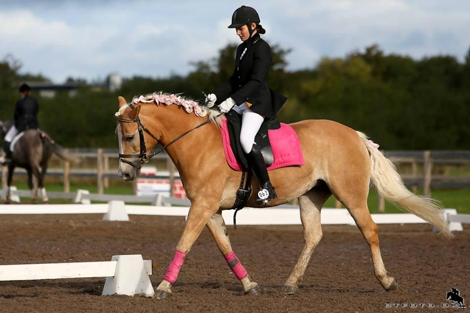 Haflinger Liane Wican - stævne lyserød lørdag <3  billede 18
