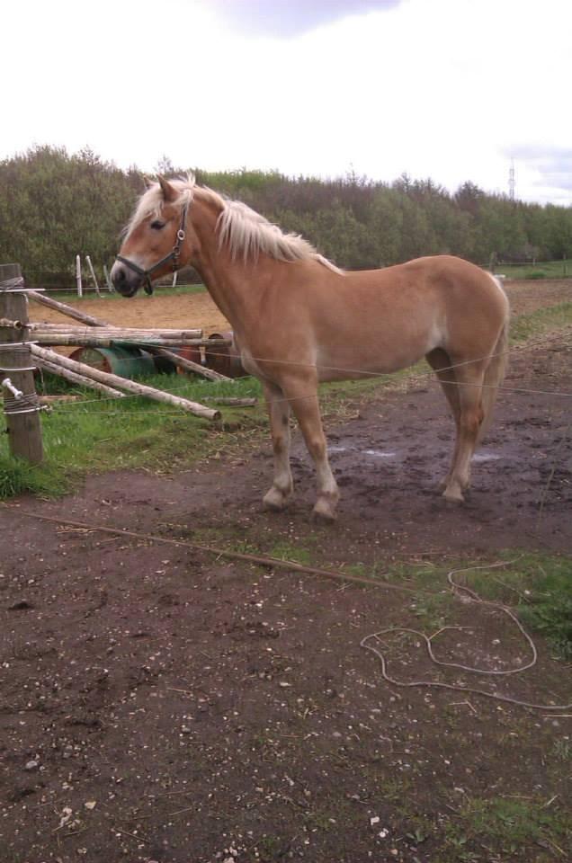 Haflinger Levina billede 3