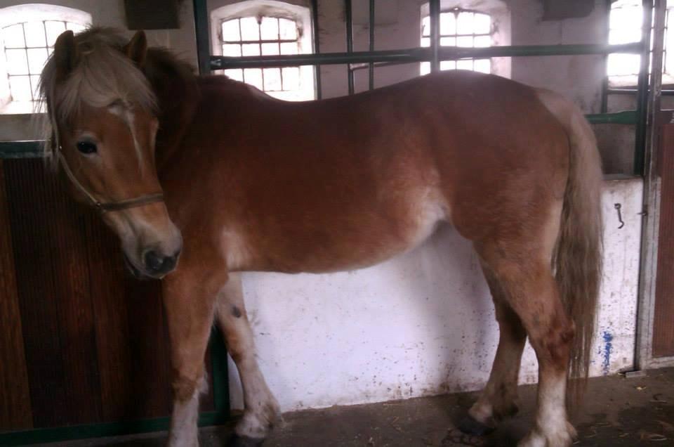 Haflinger Levina billede 1