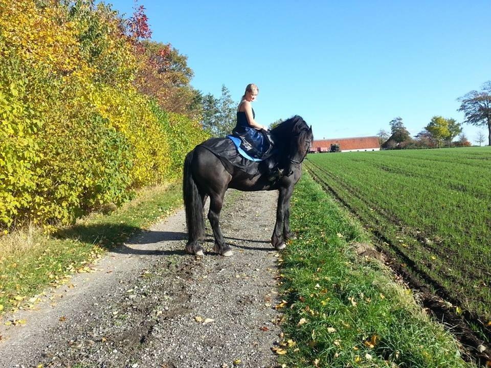 Frieser Branco af Stasevang - VELKOMMEN TIL DEN SMUKKESTE STJERNEHEST, BRANCO!
- Fra foto session oktober 2013<3 billede 1