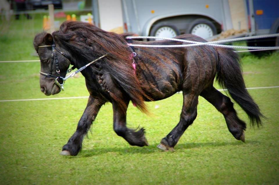 Dansk Miniature Søbygårds Charmeur billede 3