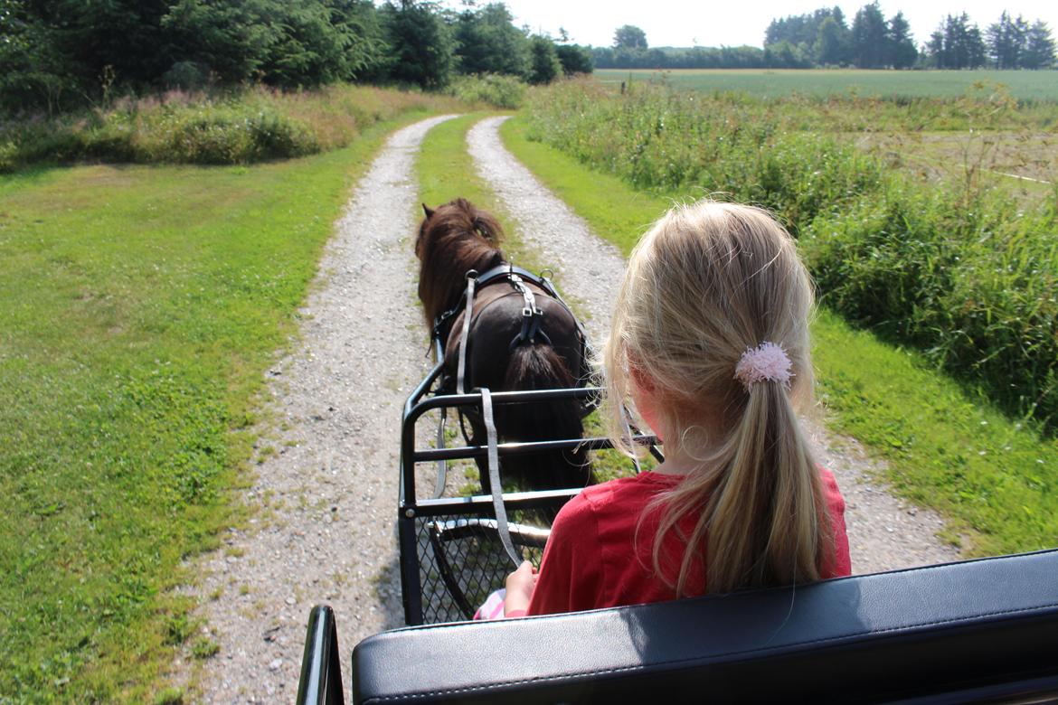 Dansk Miniature Søbygårds Charmeur billede 4