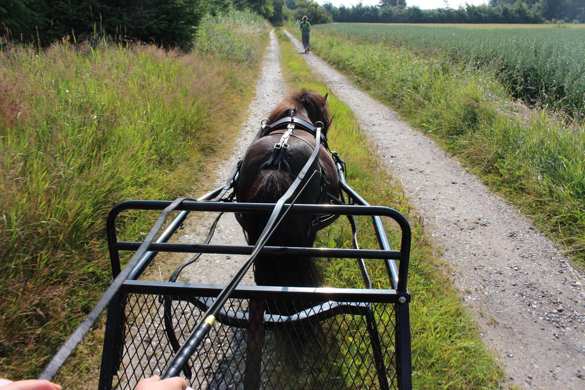 Dansk Miniature Søbygårds Charmeur billede 5