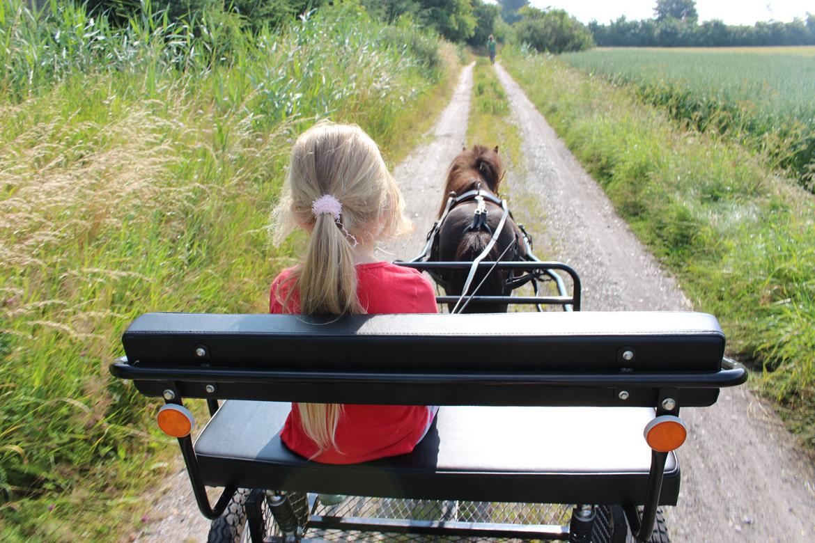 Dansk Miniature Søbygårds Charmeur billede 6