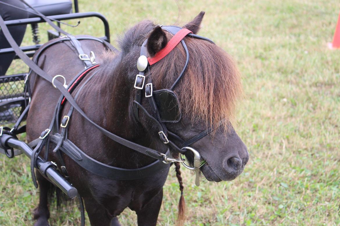 Dansk Miniature Søbygårds Charmeur billede 8