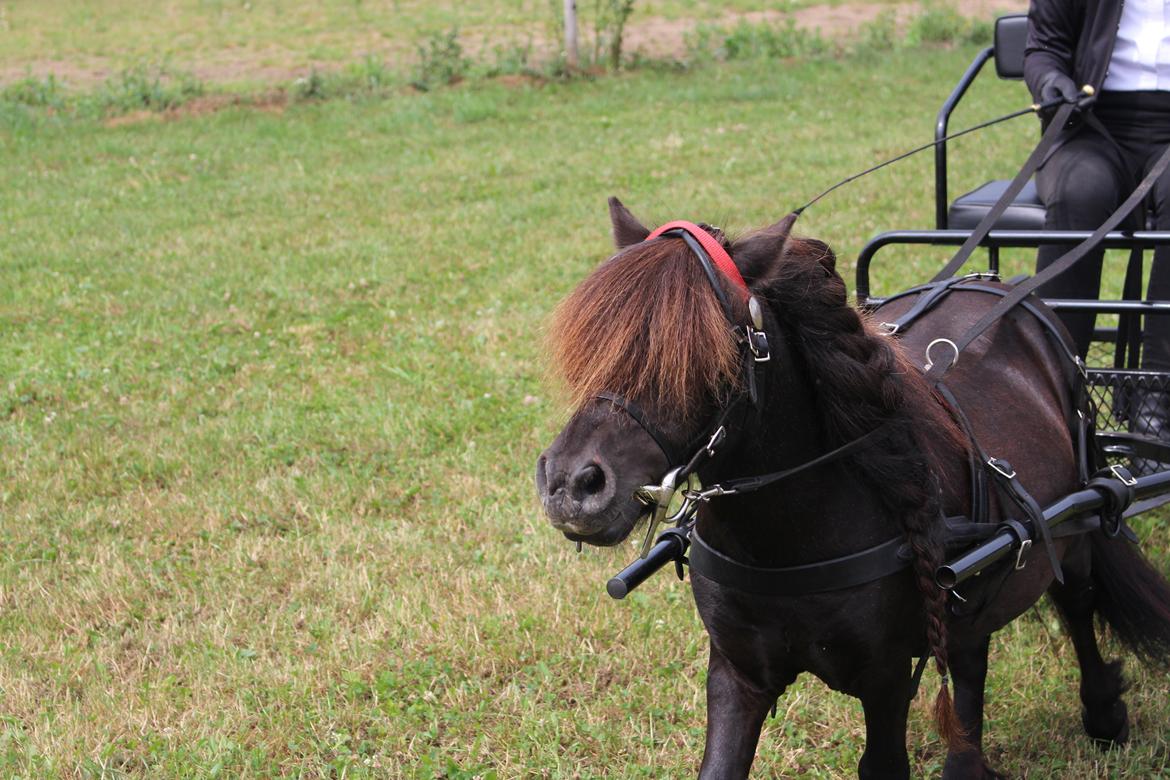 Dansk Miniature Søbygårds Charmeur billede 9