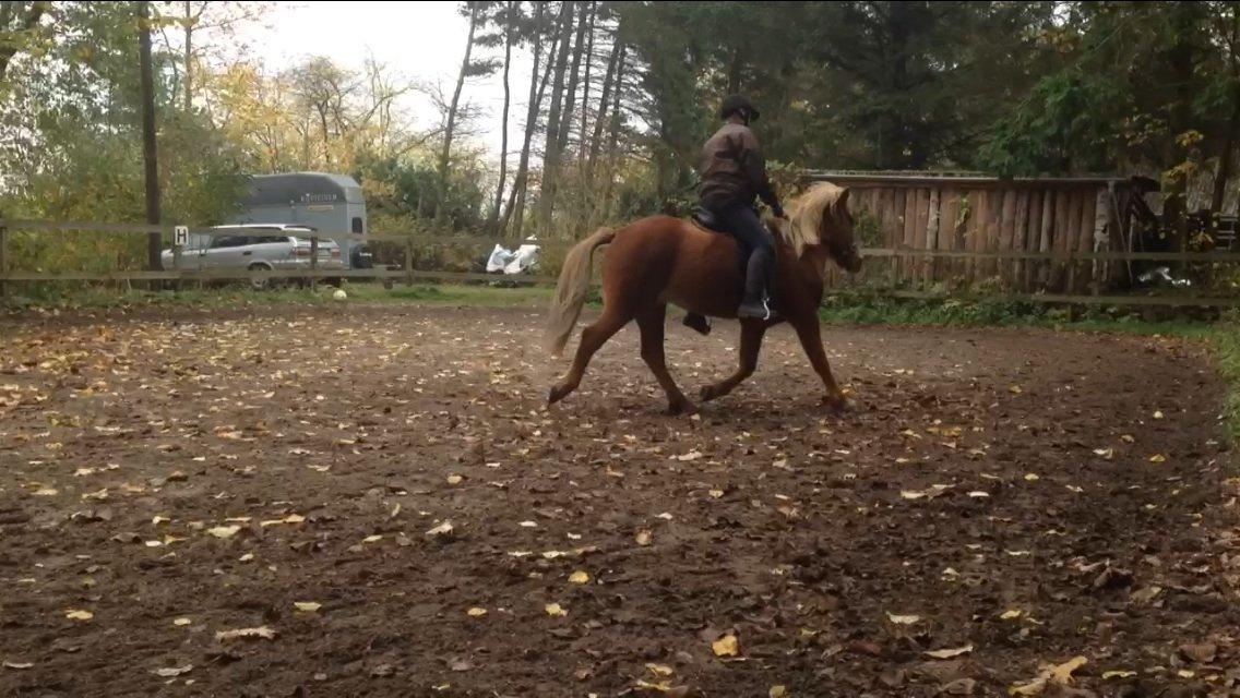 Islænder Vá Fra Arnakke billede 14