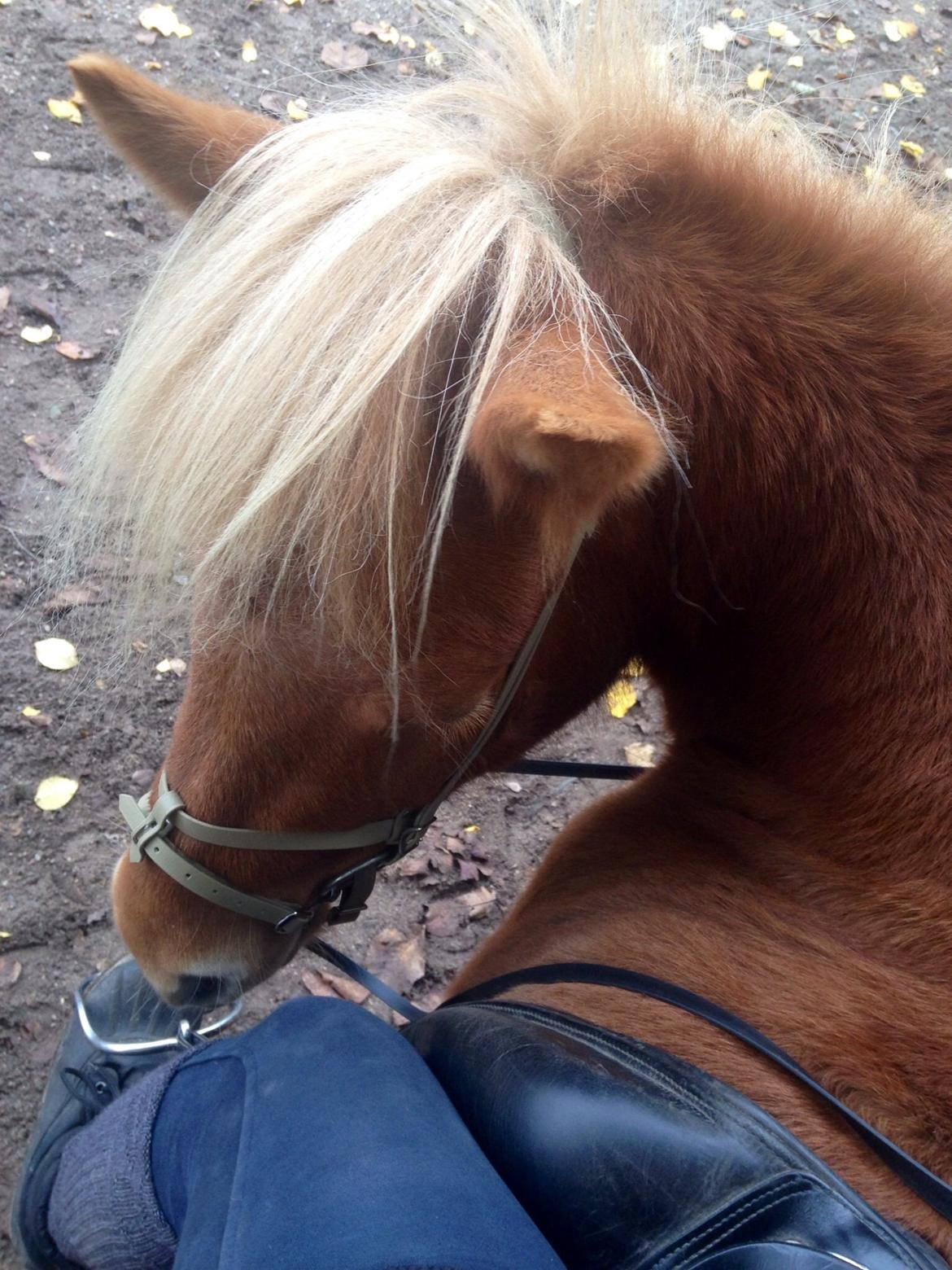 Islænder Vá Fra Arnakke billede 15