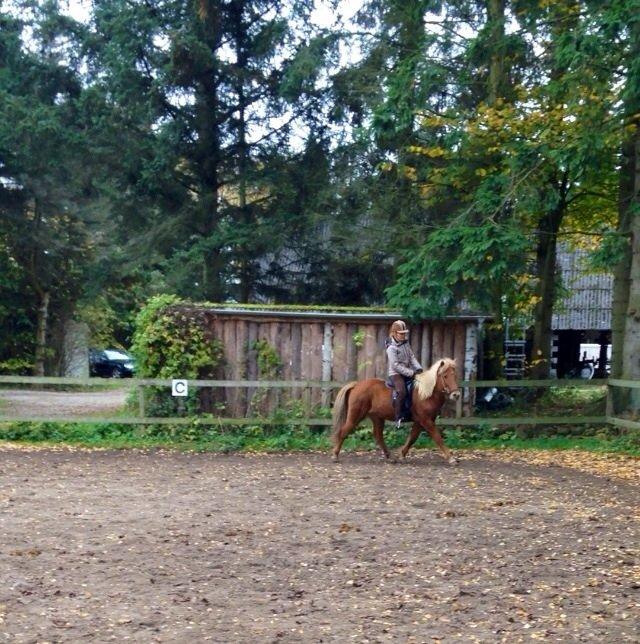 Islænder Vá Fra Arnakke billede 16