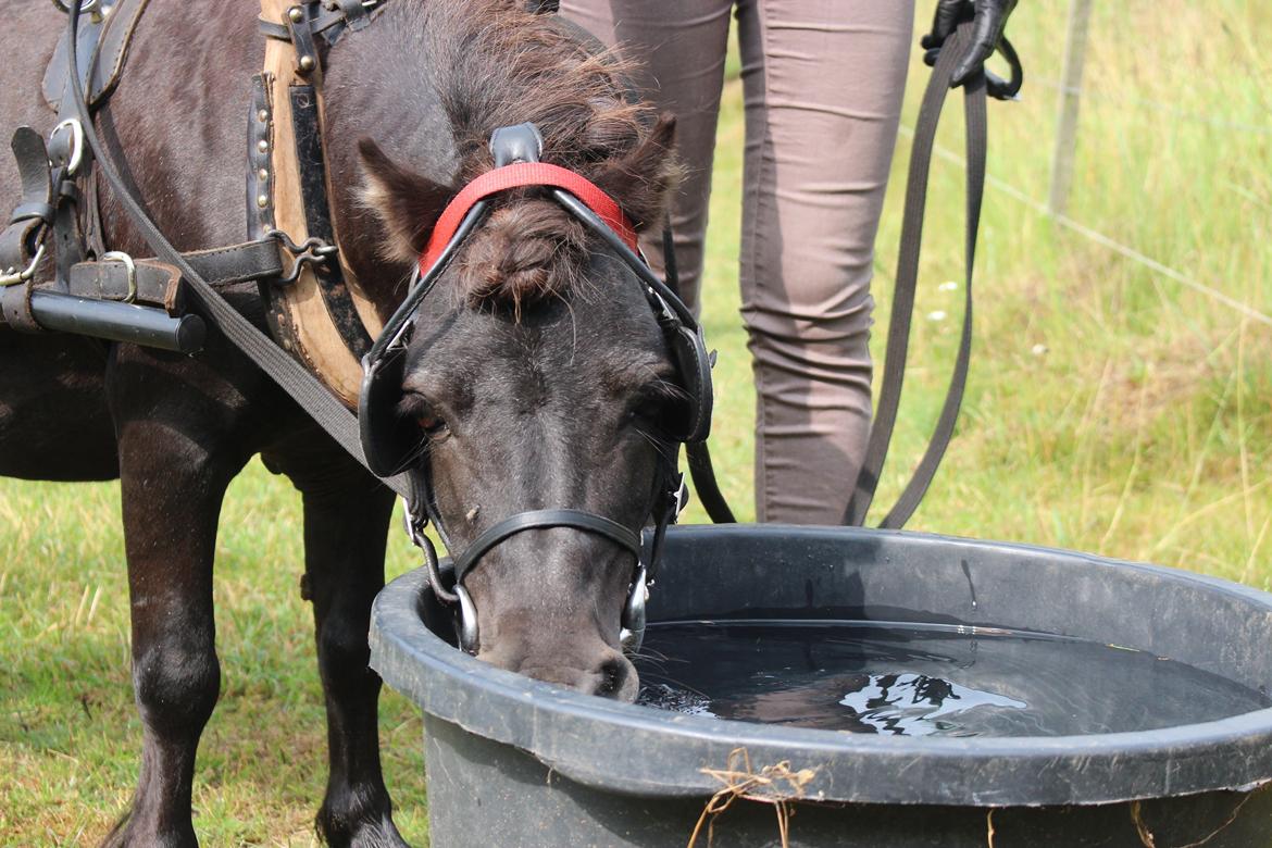 Dansk Miniature Søbygårds Charmeur billede 10
