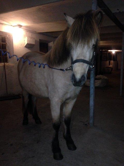 Islænder Disa fra Bøgvad - 3år 135 i stg og lækker farve ! billede 19