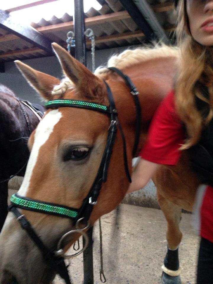 Haflinger sunshine *my soulmate*<3 - nysgerrig lille pony billede 1