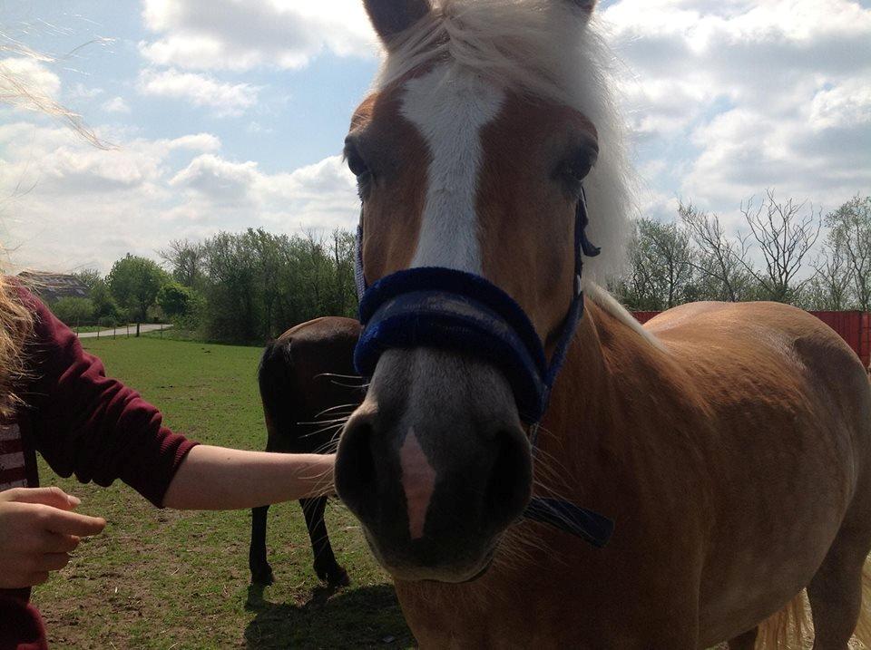 Haflinger sunshine *my soulmate*<3 billede 2