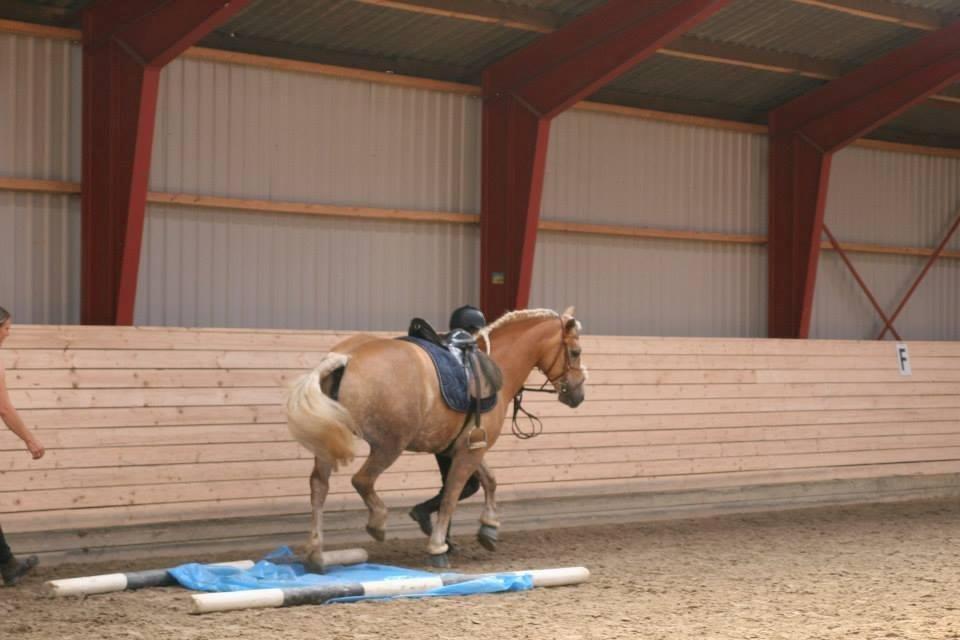 Haflinger sunshine *my soulmate*<3 - nej nej hun gider ikk røre:) billede 4