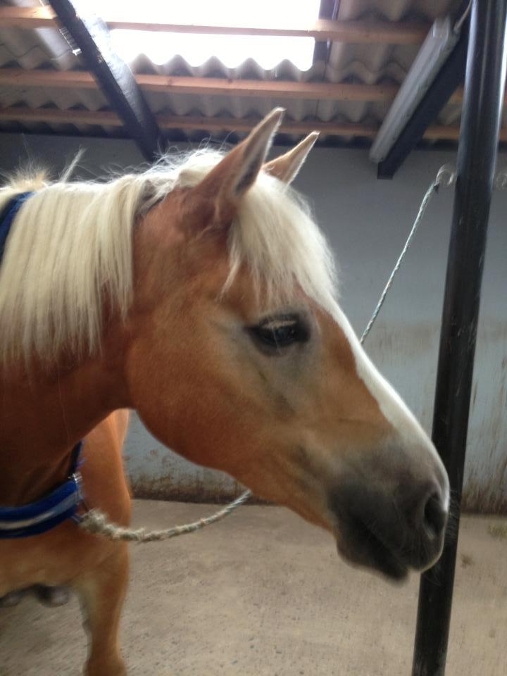 Haflinger sunshine *my soulmate*<3 - smukke pony uden grime og trense!<3 billede 5