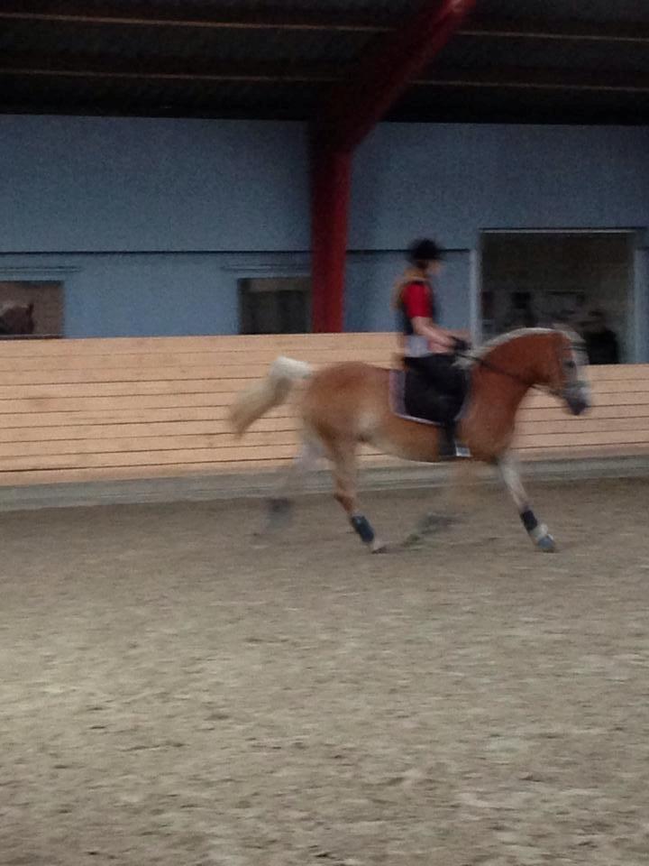Haflinger sunshine *my soulmate*<3 billede 6
