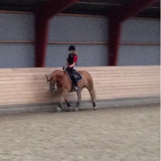 Haflinger sunshine *my soulmate*<3 - en af de bedste dressur timer vi har haft!<3 billede 7