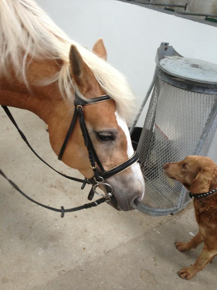 Haflinger sunshine *my soulmate*<3 - igen nysgerrig<3 billede 8