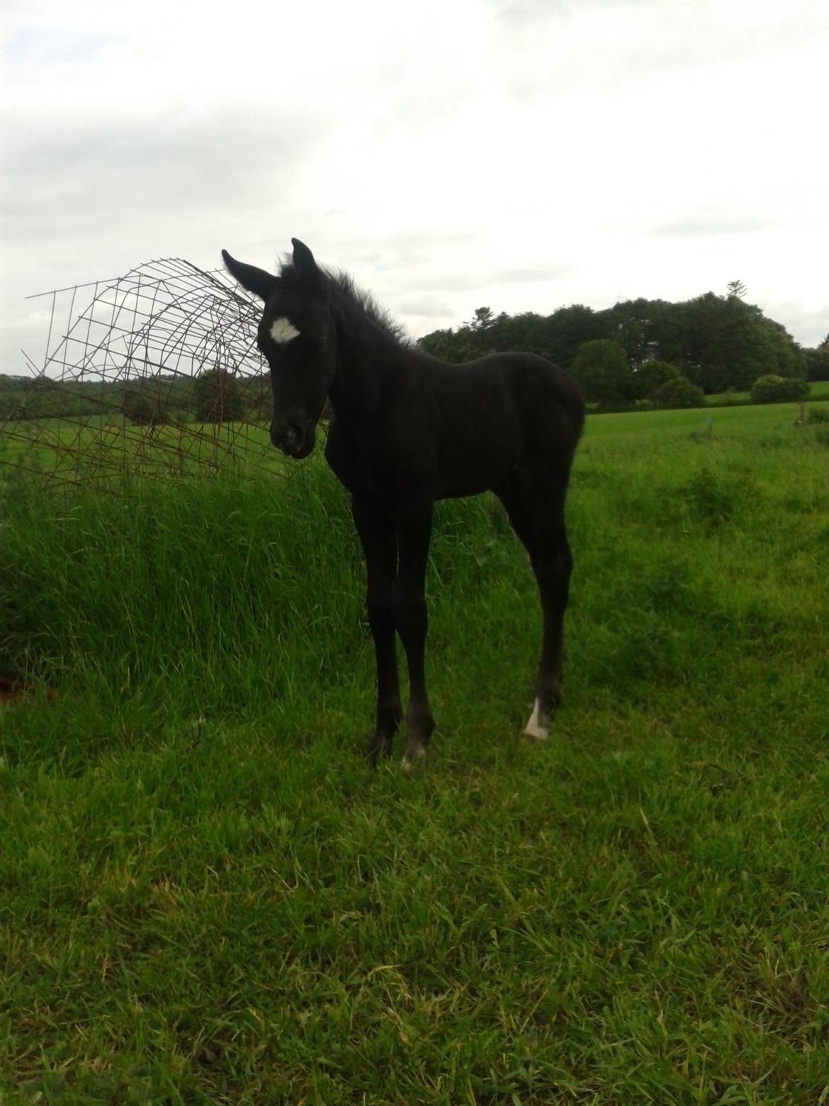 Dansk Varmblod Black Flash - En kommende elite hingst;) billede 14