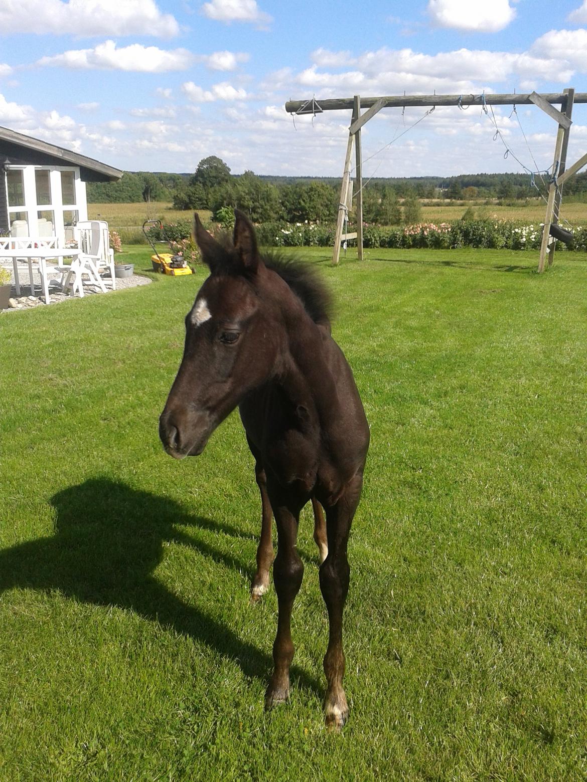 Dansk Varmblod Black Flash - Han soler sig i haven, selvom han ikke må være der for mor:) billede 16