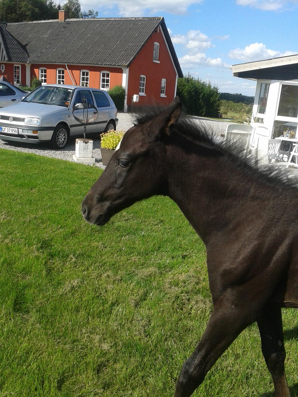 Dansk Varmblod Black Flash - Han er sur og på vej væk:( billede 7