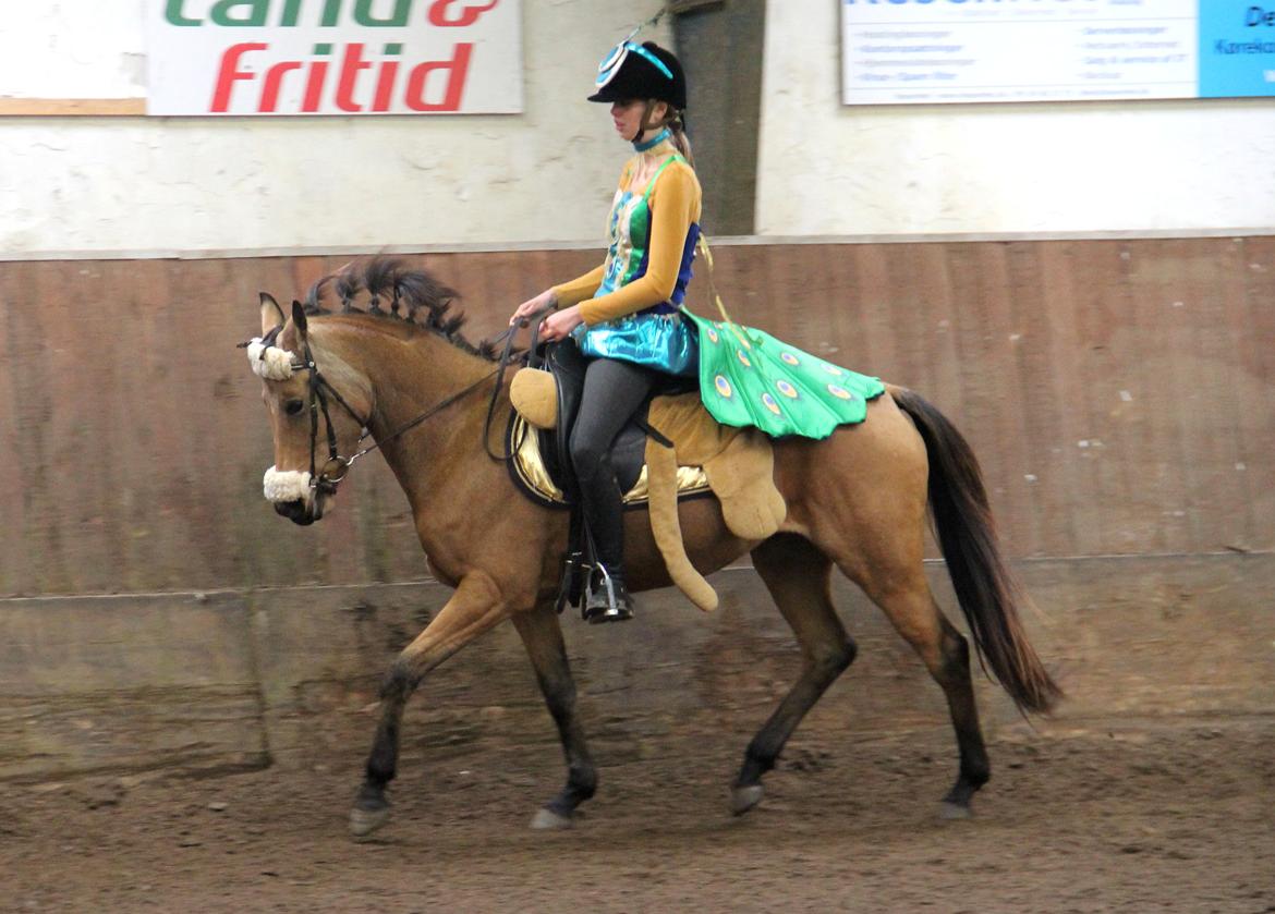 DSP Anemone Wales  - LB kür 2013 på STR - 69% - 46 point for kostume - Og dagens "Grand supreme"! billede 9