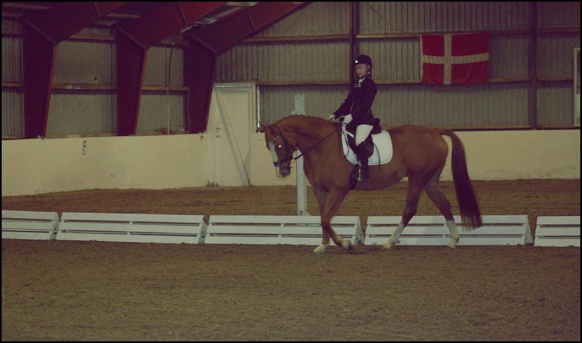 Hollandsk Varmblod Tina HL billede 12