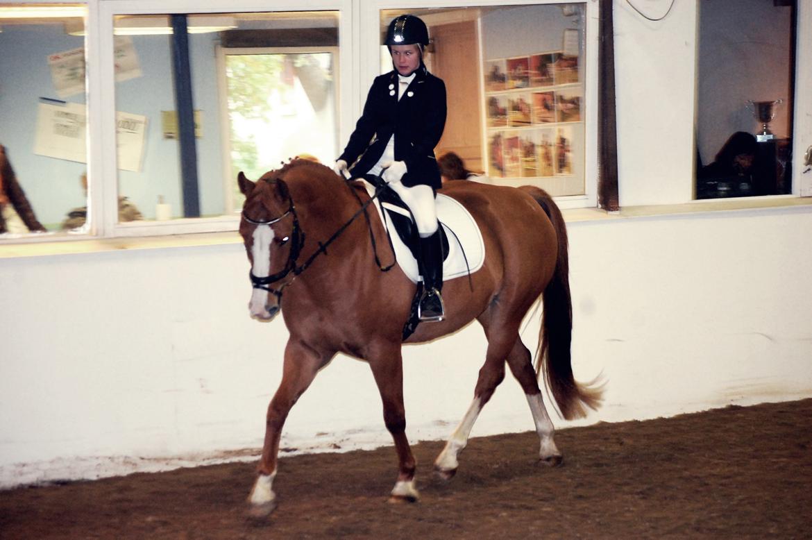 Hollandsk Varmblod Tina HL billede 8