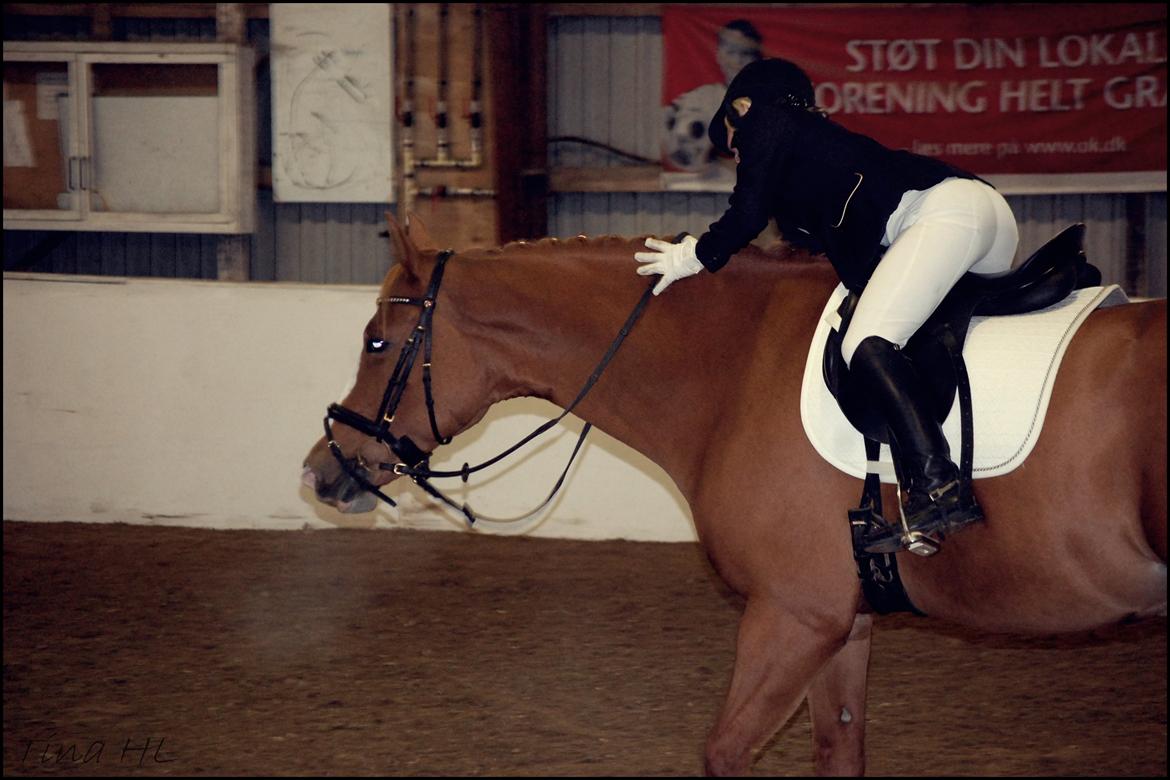 Hollandsk Varmblod Tina HL billede 13