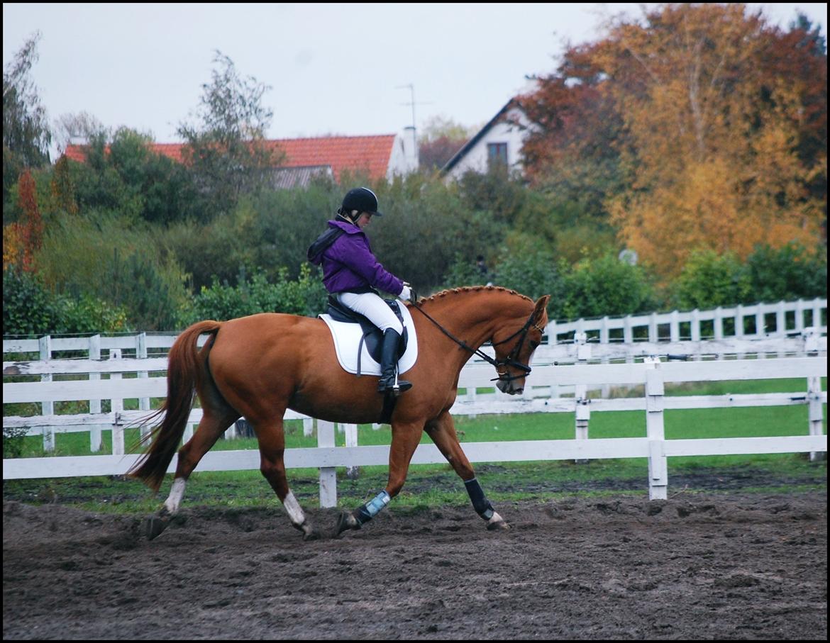 Hollandsk Varmblod Tina HL billede 9