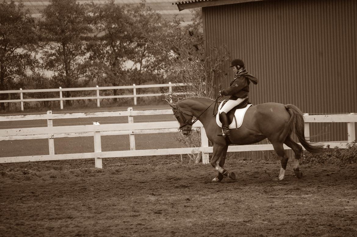 Hollandsk Varmblod Tina HL billede 11