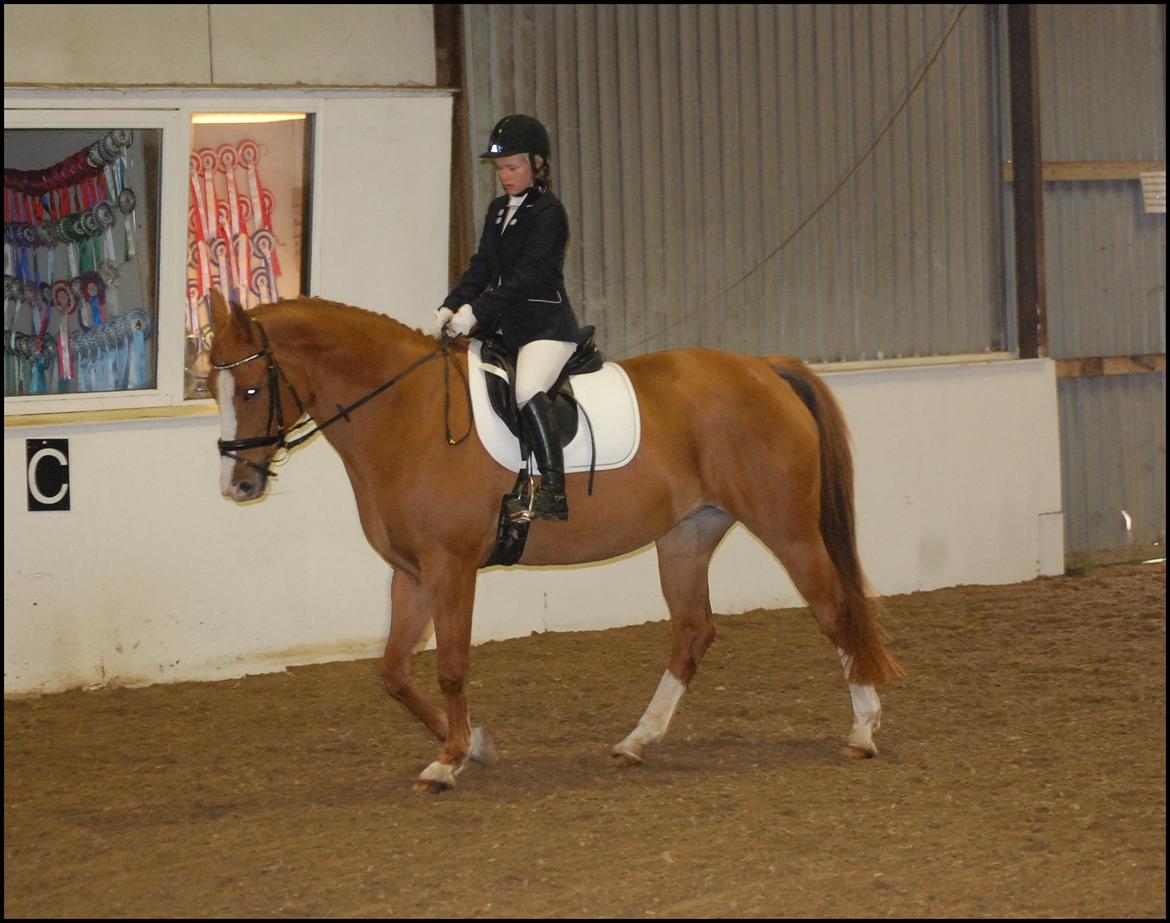 Hollandsk Varmblod Tina HL billede 10