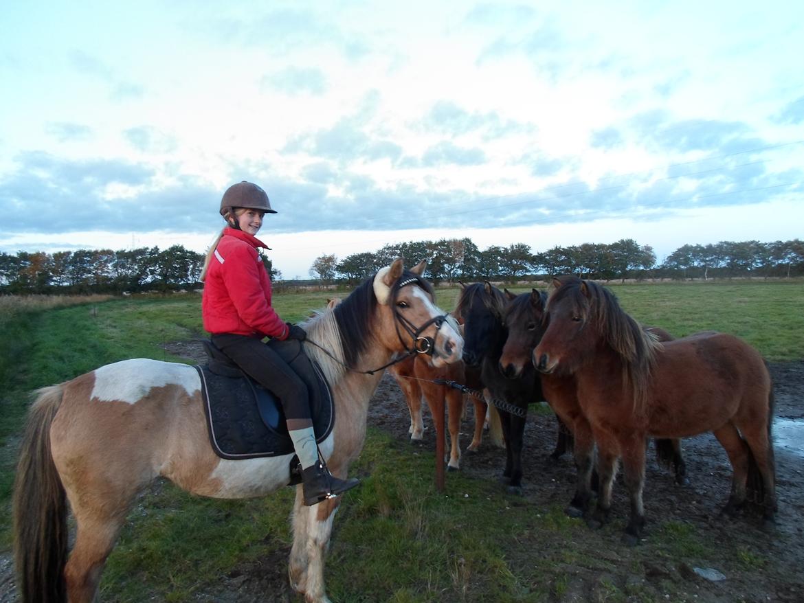 Anden særlig race Alexandra <33 - Alex og mig er ude ved nogle islænder! <33 billede 7