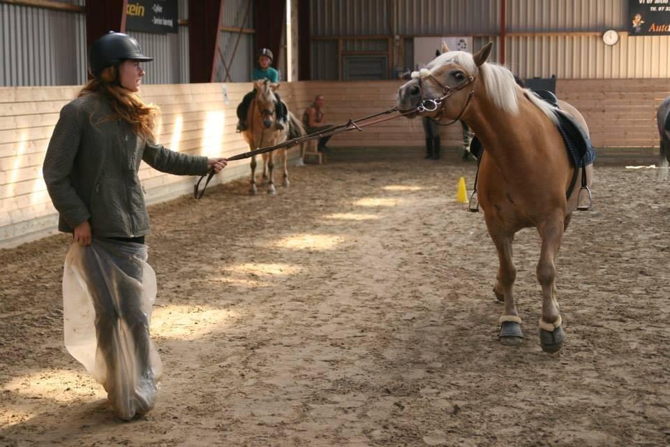 Haflinger sunshine *my soulmate*<3 - ridelejr, pony games (hun er bange for plastikken)<3 billede 9